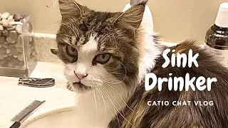 Cat Family | Catio Chat Vlog #animals #catlover #pets #cats