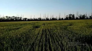 Состояние пшеницы на 29.05.21 в Крыму! И снова эгилопс!