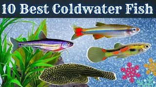 10 Coldwater Fish That Thrive Without a Heater