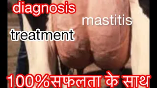 Diagnosis of mastitis & treatment in cow l थनैला रोग के लक्षण व उपचार l Dr umar Khan