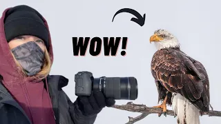 Photographing a Bald Eagle! Canon 55-250mm Lens | Wildlife Photography