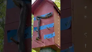 Black snake attacking bird house eating  the baby birds. #blacksnake #snake #snakevideo