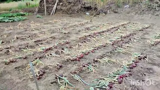 Наш урожай/Выкопали красный лук! /