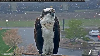 Расскажите, птицы.. 🎵🦉🦆🦅🎶 /  Tell me, birds..