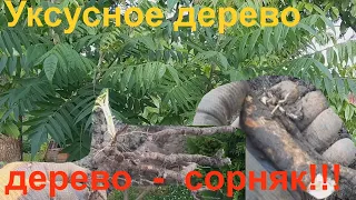 Сумах - дерево сорняк.