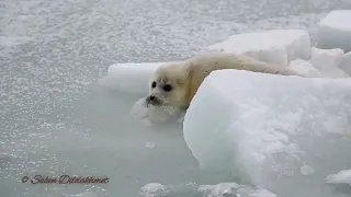 Каспийское море, новорожденный тюлень