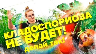 КЛАДОСПОРИОЗ ТОМАТОВ. КАК ВЫЛЕЧИТЬ?