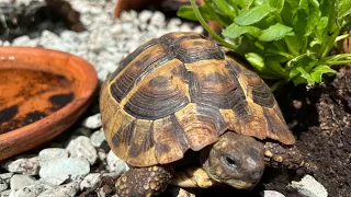 Europäische Landschildkröten im Frühbeet unterwegs