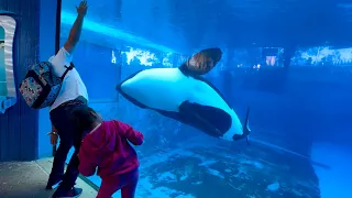Orca came and copied the guest at SeaWorld Orlando #orca #funnyvideo #shorts