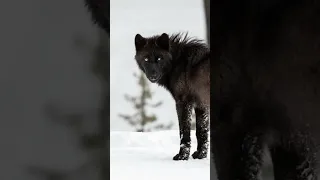 Filming WOLVES in Yellowstone | #wildlife #wolves #animals #canonphotography