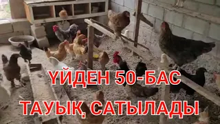 ТАУЫҚ САТЫЛАДЫ ШЫМКЕНТ ҚАЛАСЫ.