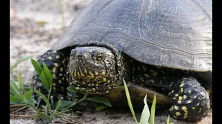 Jungles of Chernobyl - The turtle valley | Film Studio Aves