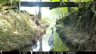 Backyard Trail Camera, Coulee Cam