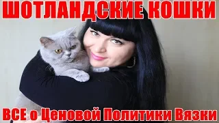 ШОТЛАНДСКАЯ КОШКА . ВСЕ о Ценовой политики Вязки