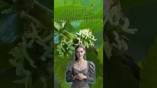 ЛИСТЬЯ ШЕЛКОВИЦЫ / ЛИСТЬЯ ТУТОВНИКА / Польза и Вред