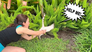 KITTENS FOUND LIVING IN A BUSH! DID WE CATCH THEM?!