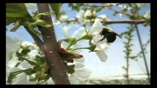 BAY FRUIT SCHOOL  - HIGH TUNNEL SWEET CHERRIES