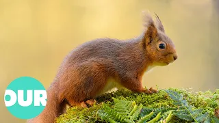 The Incredible Scottish Highlands (4K Documentary) | Our World