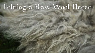 Felting Raw Wool Fleece - Timelapse