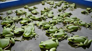 How do Chinese people process and consume 7000 tons of frog legs and hands every year? | FROG MEAT