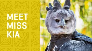 Meet Kia the HARPY EAGLE