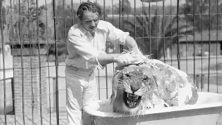 Famous MGM Lion Jackie Gets A Bath