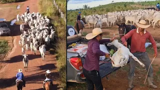 GADO NO ESTRADÃO🥵 AJUDANDO NA LIDA