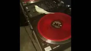 Crazy Pet Tricks: A Bird on the Turntables