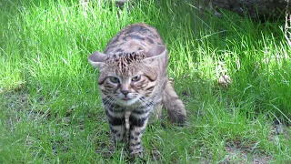 Africa's Black-Footed Cat