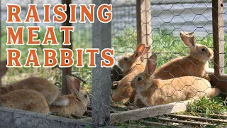 Raising Rabbits for Meat... Is It Worth It? (Pantry Chat with Daniel Salatin)