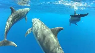 Dauphins qui s'amusent et nous parlent..