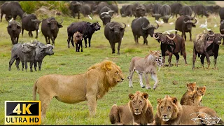4K Afrikanische Tierwelt: Erstaunliche Tierbegegnungen in KwaZulu-Natal mit echten Klängen in 4K