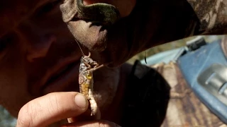 Steven Rinella and the MeatEater Crew Eat Grasshoppers