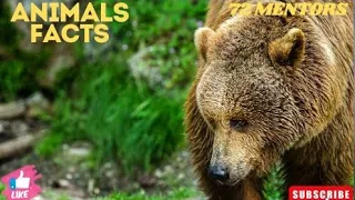 10 Interesting Facts about Bear|| Animals Facts