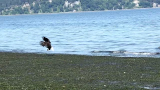 Otter vs Eagle