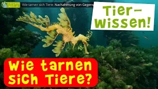 Wie tarnen sich Tiere? Mimikry im Tierreich!