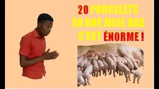 comment faire pour avoir une grande portée en élevage de porc ? (avoir beaucoup de porcelets)