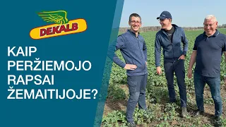 DEKALB vieno lauko istorija tęsiasi! Kaip peržiemojo rapsai Žemaitijoje?