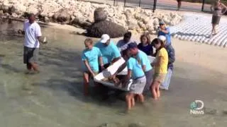 Rehabbed Loggerhead Turtle Released