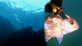 SPEARFISHING SNAPPER in port phillip bay (and spearfishing off the back beach)