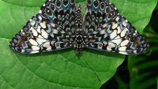 Butterfly Rainforest Moment: Orange Cracker