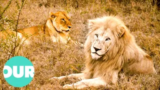 Two Lions In South Africa Fall In Love | Extraordinary Animals | Our World