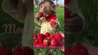 monkey eating strawberry  is so cute monkey 🐒🍓# short# ytshort # viral short