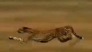 Самое быстрое животное в мире погоня ( гепард)