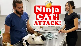 NINJA CAT ATTACK! The Cat is attacking to not get vaccinated!  #TheVet