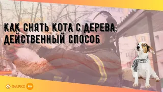 Как снять кота с дерева: действенный способ