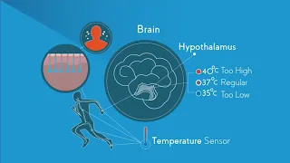 Temperature Regulation Of The Human Body   Physiology   Biology   FuseSchool