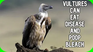 Fact Fiend - Vultures Can Eat Disease and Poop Bleach