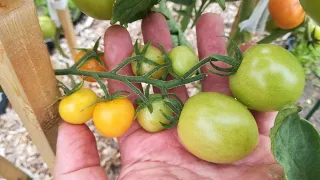 ВОТ КАКОЙ томат 🍅 вырос в огороде! Черри и крупные - на одном кусте!