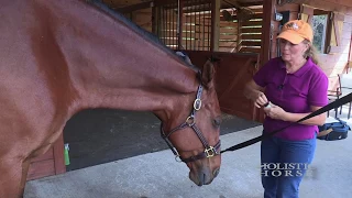 Simple Ways to Calm Your Horse